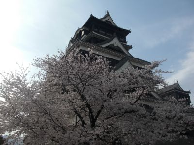 桜と熊本城