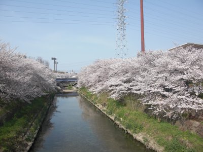 山崎川沿いの桜