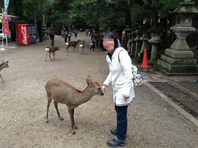 鹿とＳ子さん