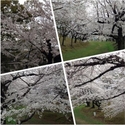 近所の桜